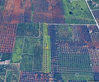 Terreno agricolo - uliveto - c/da canalotto