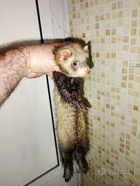 Furetti
