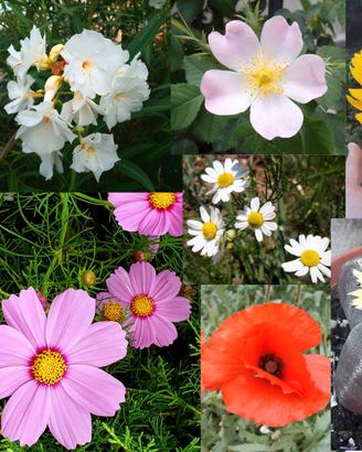 Semi piante varie lista2