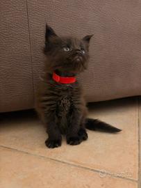 Maine coon con pedigree