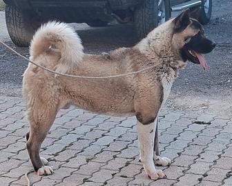Akita americano