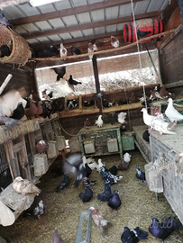 Colombe coda a ventaglio