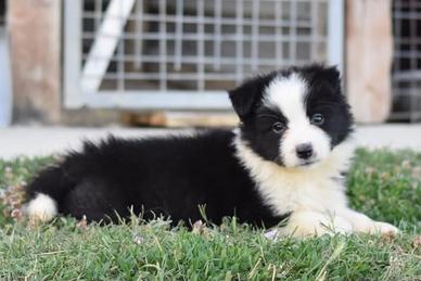 Border collie