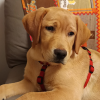 Cucciola di Labrador Red Fox