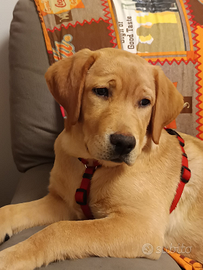 Cucciola di Labrador Red Fox