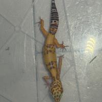Geco Leopardino