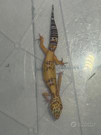 Geco Leopardino