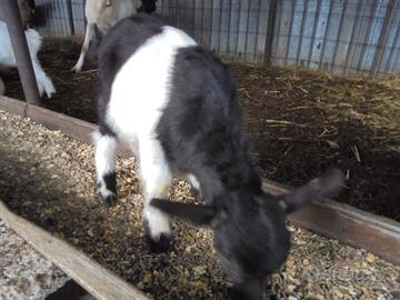 5 cuccioli di capre tibetane taglia piccola