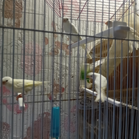 Canarini mosaici 2025