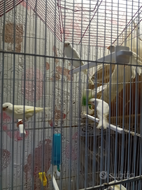 Canarini mosaici 2025