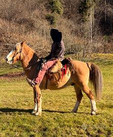 Cavallo criollo argentino