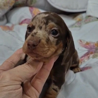 Cuccioli bassotto arlecchino