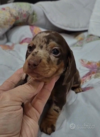 Cuccioli bassotto arlecchino