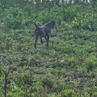 Kurzhaar cucciolona 11 mesi
