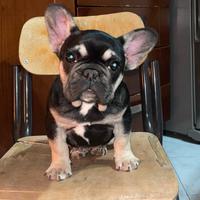 bulldog francese 