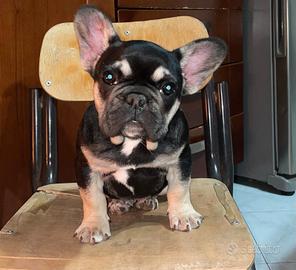bulldog francese 