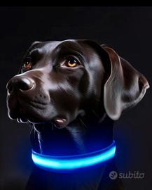 2 Collari LED Luminosi - Rosa (S) & Azzurro (M