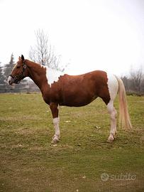 Cavallo Mezza Fida