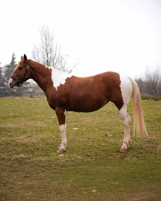 Cavallo Mezza Fida