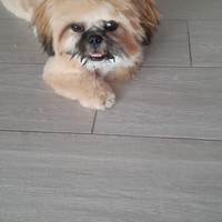 Femmina shih Tzu per monta