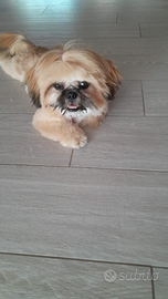 Femmina shih Tzu per monta