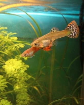 Guppy