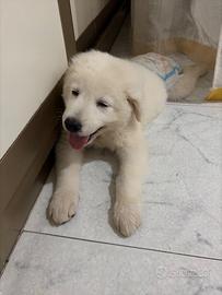Golden retriven