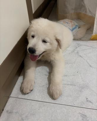 Golden retriven