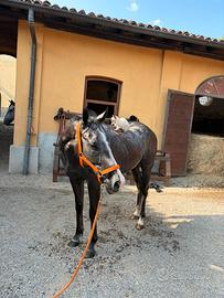 Cavallo