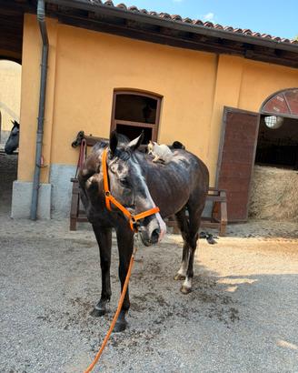 Cavallo