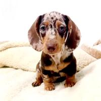 Cucciola di bassotto arlecchino