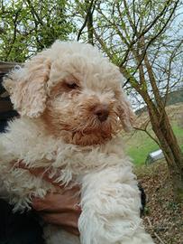 Lagotto maschio addestrato