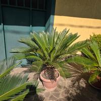 cycas cicas