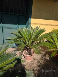 cycas cicas