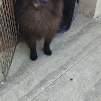 Cucciolo Pomerania nero