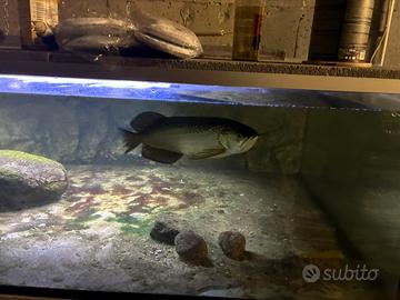 Arowana jardini