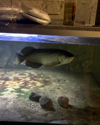 Arowana jardini