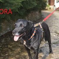 Kora 5 anni