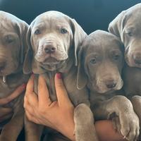 Weimaraner Bracco Weimar cuccioli grigi