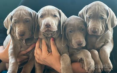 Weimaraner Bracco Weimar cuccioli grigi