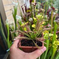 Drosera capensis pianta carnivora