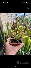 Drosera capensis pianta carnivora