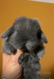 Coniglio Minilop Ariete