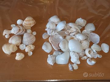 Conchiglie