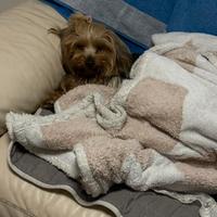 Accoppiamento X femmina Yorkshire terrier