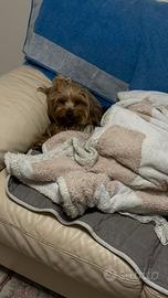 Accoppiamento X femmina Yorkshire terrier