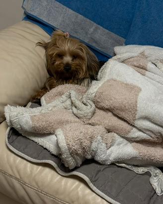 Accoppiamento X femmina Yorkshire terrier