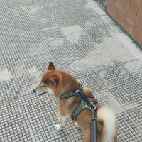 Shiba per accoppiamento