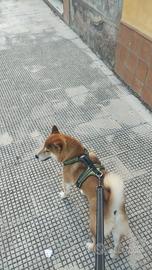 Shiba per accoppiamento