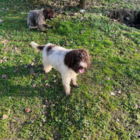 Lagotto Romagnolo